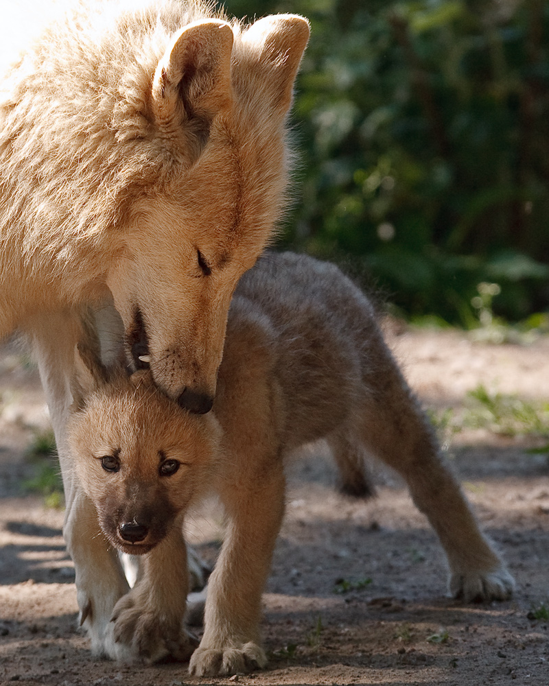 Nein, nicht der böse Wolf ...