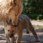 Nein, nicht der böse Wolf ...