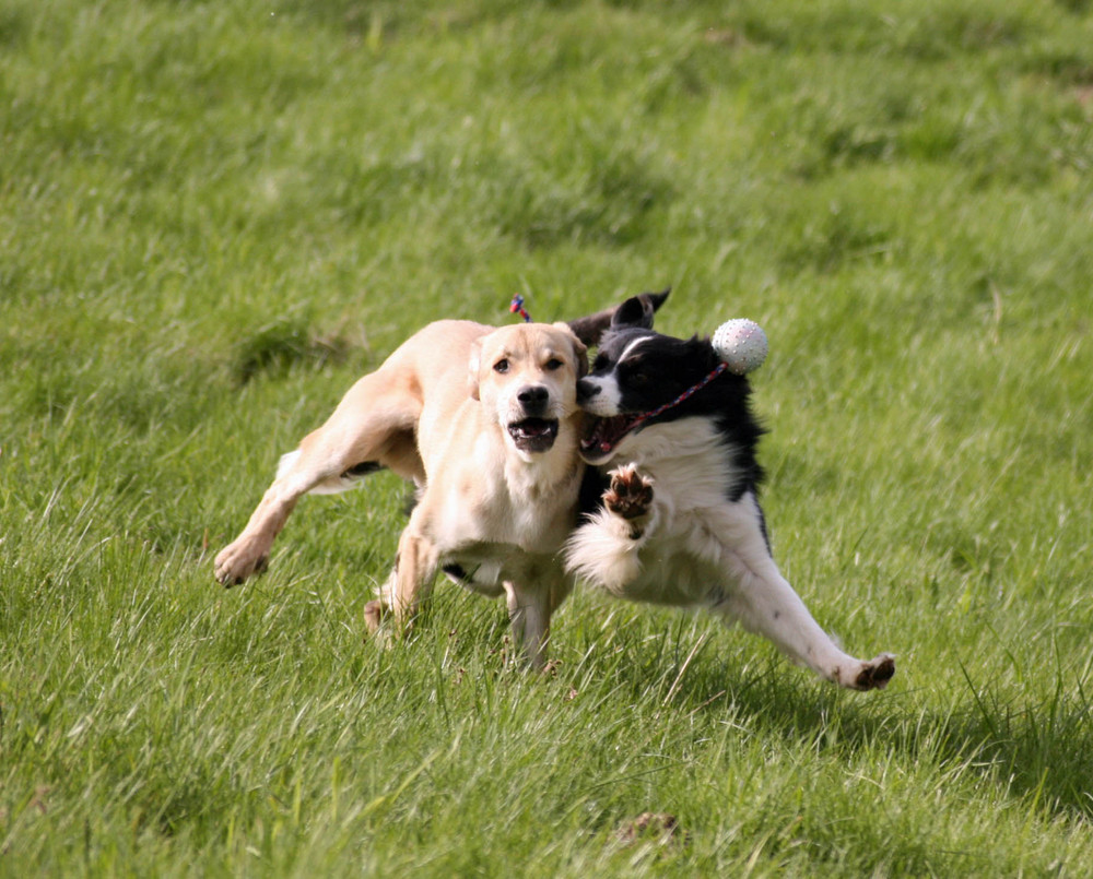 Nein! Nicht mein Ball...