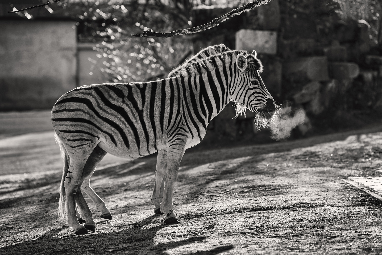 Nein - Zebras rauchen nicht