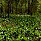 Nein...es ist kein Bärlauchwald...