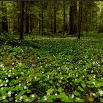 Nein...es ist kein Bärlauchwald...