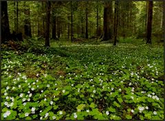 Nein...es ist kein Bärlauchwald...