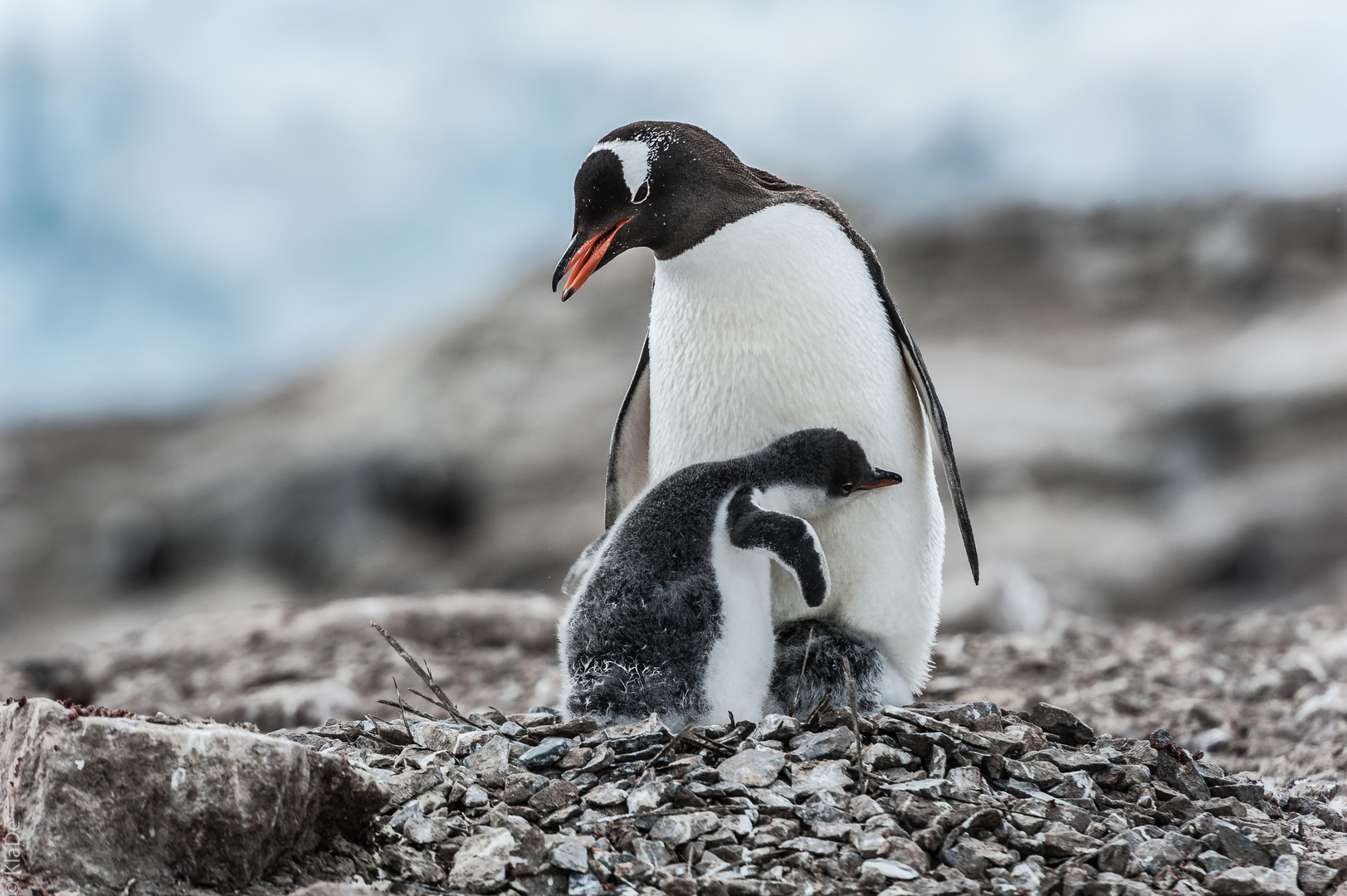 Neko Harbour - Der Tag der Pinguine