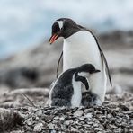 Neko Harbour - Der Tag der Pinguine