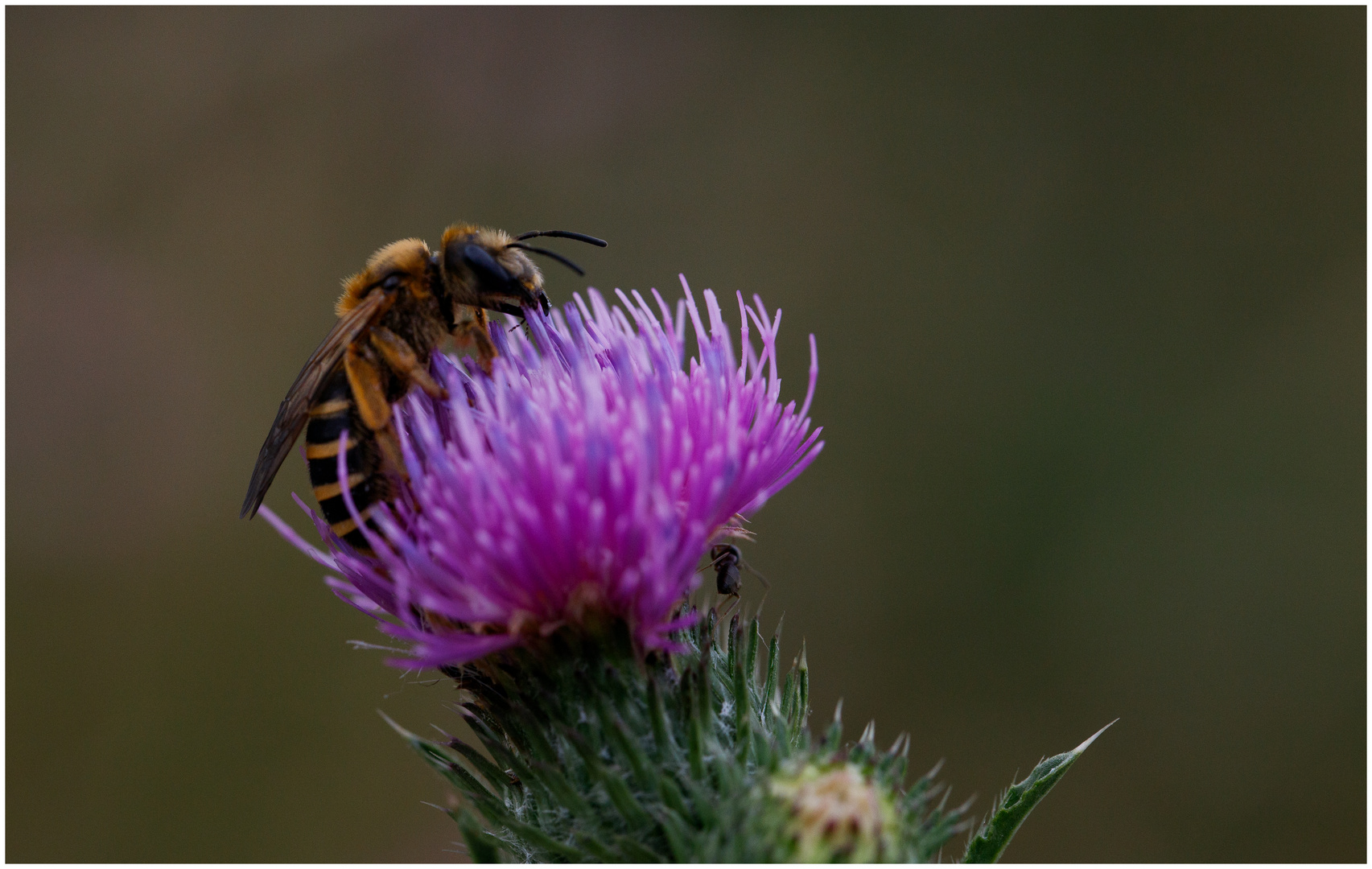 Nektar einer Distelblüte schmeckt hervorragend