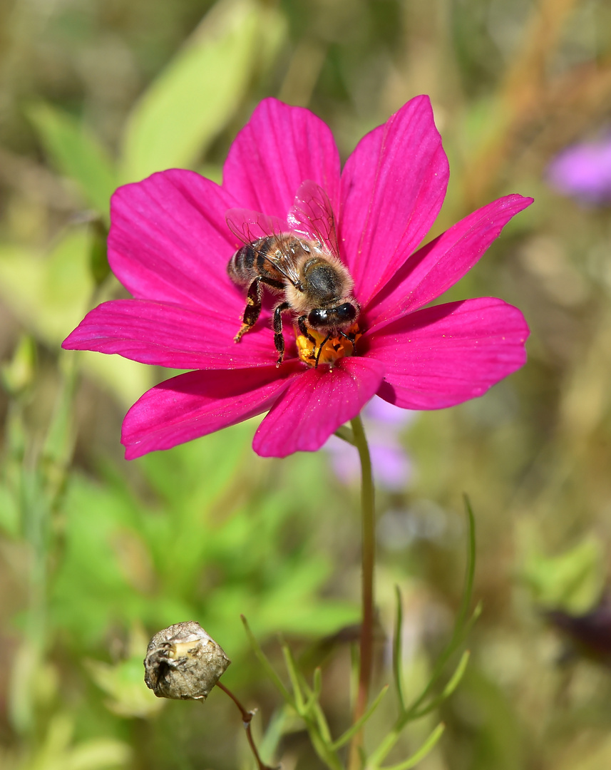 Nektar für Alle Foto & Bild makro, natur, blüten Bilder auf