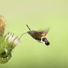 *** Nektar im Schwebflug ***