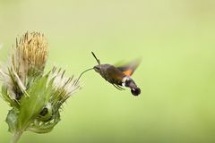 *** Nektar im Schwebflug ***