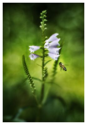 ... Nektar-Ladestation ...