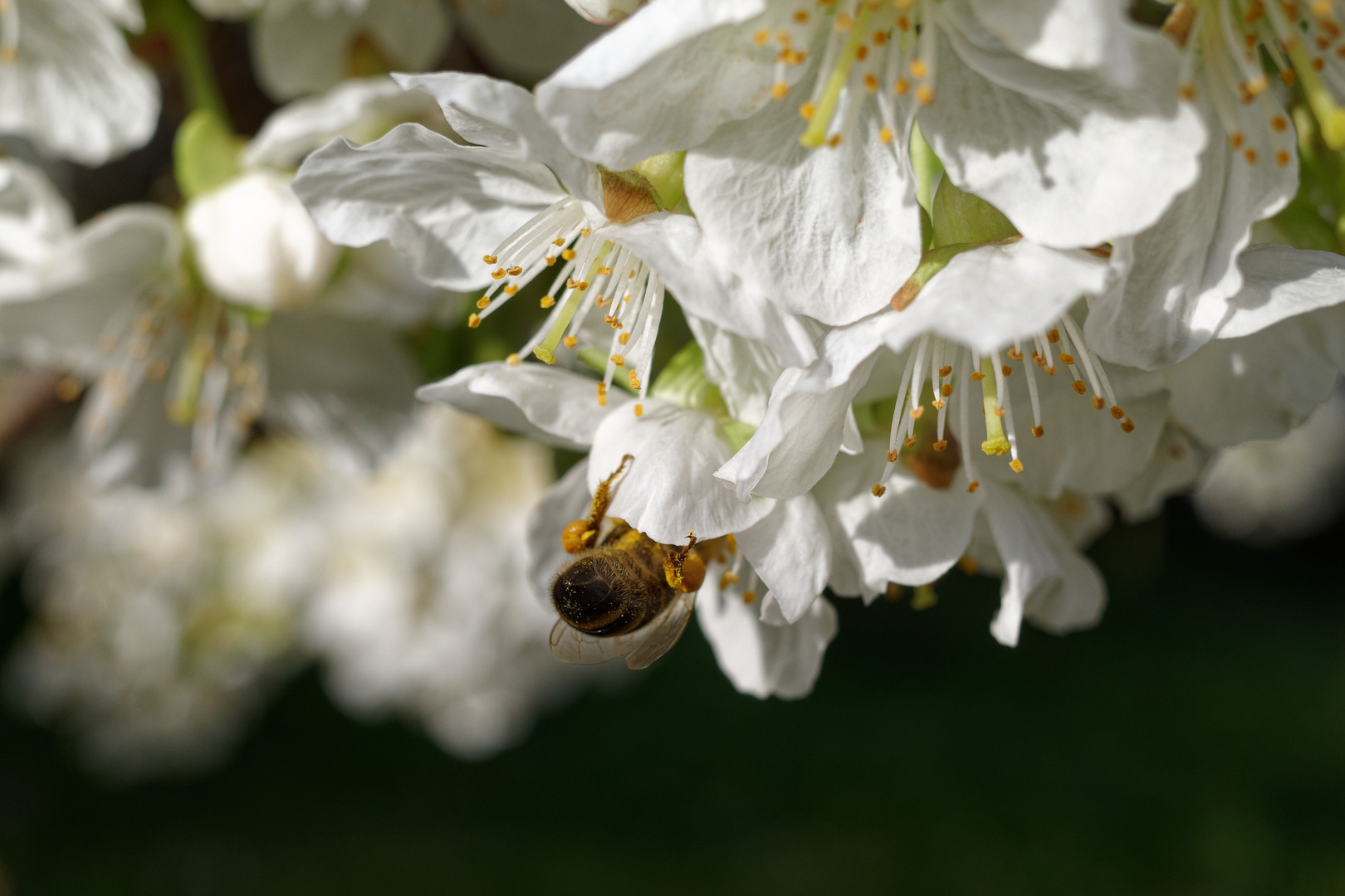 Nektar-Nachschau in der Kirschblüte