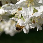 Nektar-Nachschau in der Kirschblüte