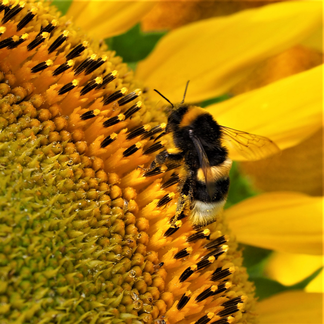 Nektar oder Pollen?