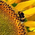 Nektar oder Pollen?