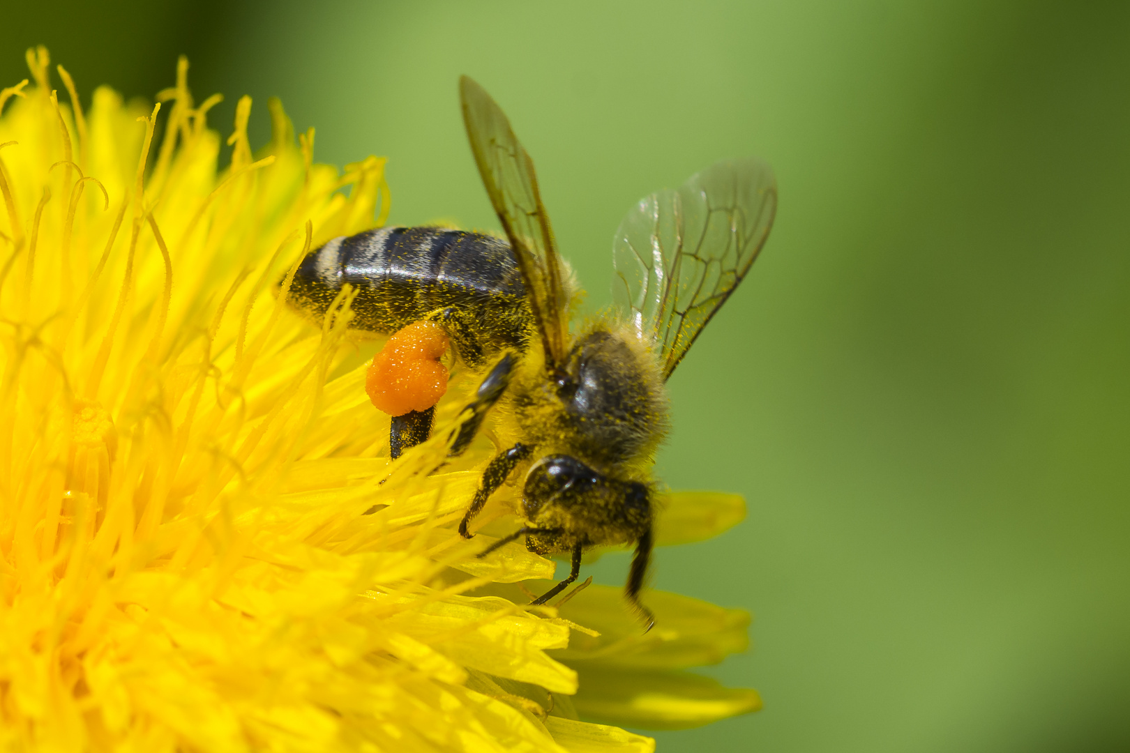 Nektar, Pollen und Wachstransport Foto & Bild tiere, wildlife