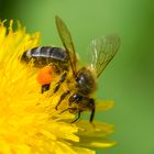 Nektar-, Pollen- und Wachstransport