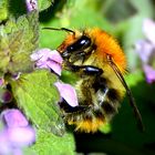 Nektar sammelnde Erdhummel