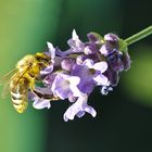 Nektar-Sammler auf Lavendel-Blüte