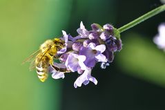 Nektar-Sammler auf Lavendel-Blüte