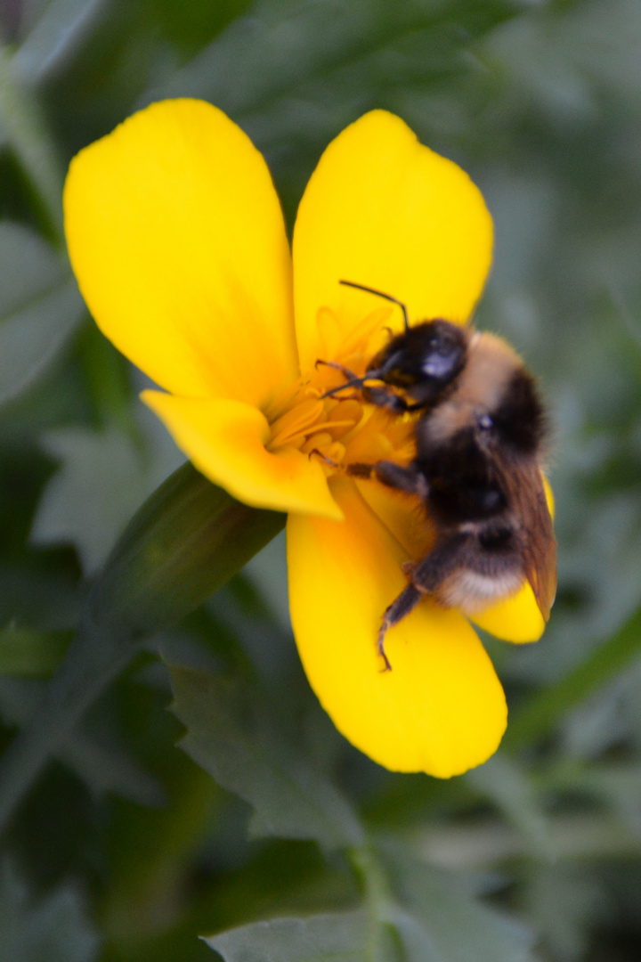 Nektar saugende Hummel auf Tagetesblüte