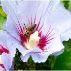 Nektar vom Hibiskus (Hibiscus)