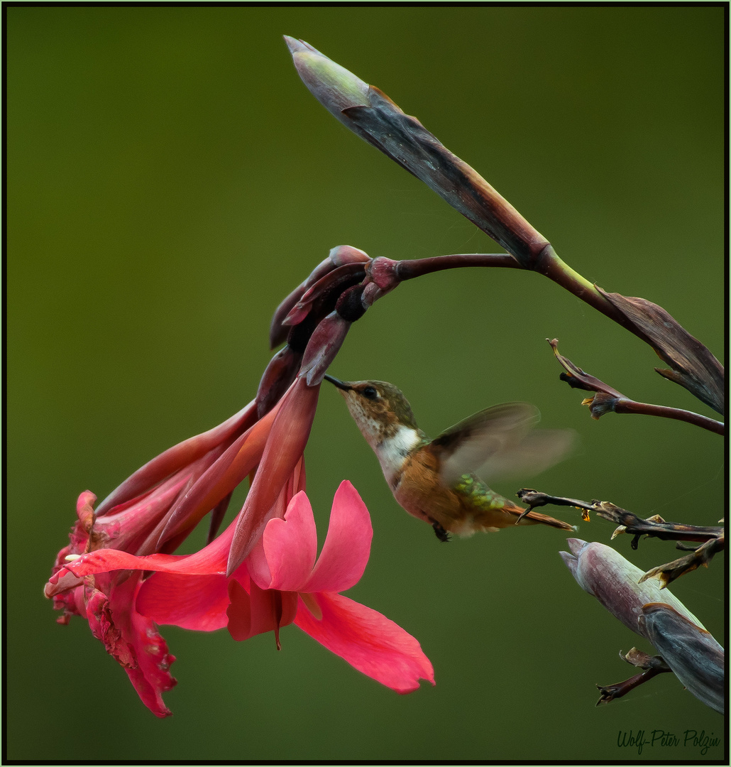 Nektardieb II: Orangekehlelfe (Costa Rica)