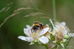 Nektargenus einer Erdhummel