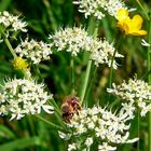 Nektargier auf daucus carota