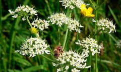 Nektargier auf daucus carota