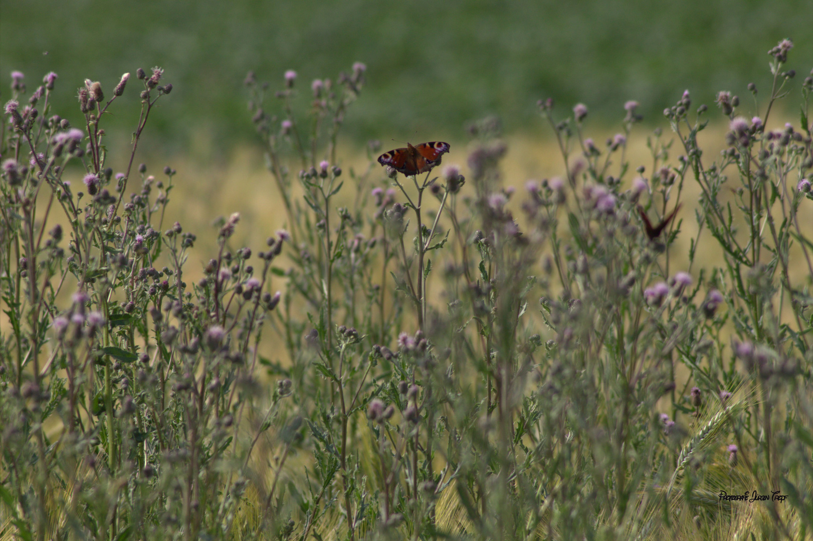 Nektarheld im Blumenfeld