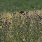 Nektarheld im Blumenfeld