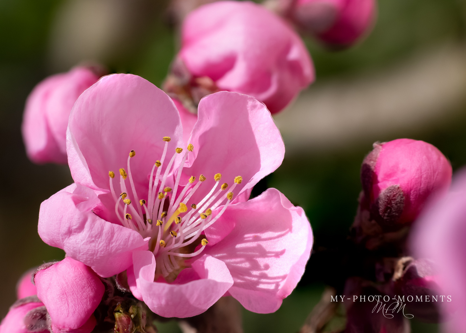 Nektarinenblüte