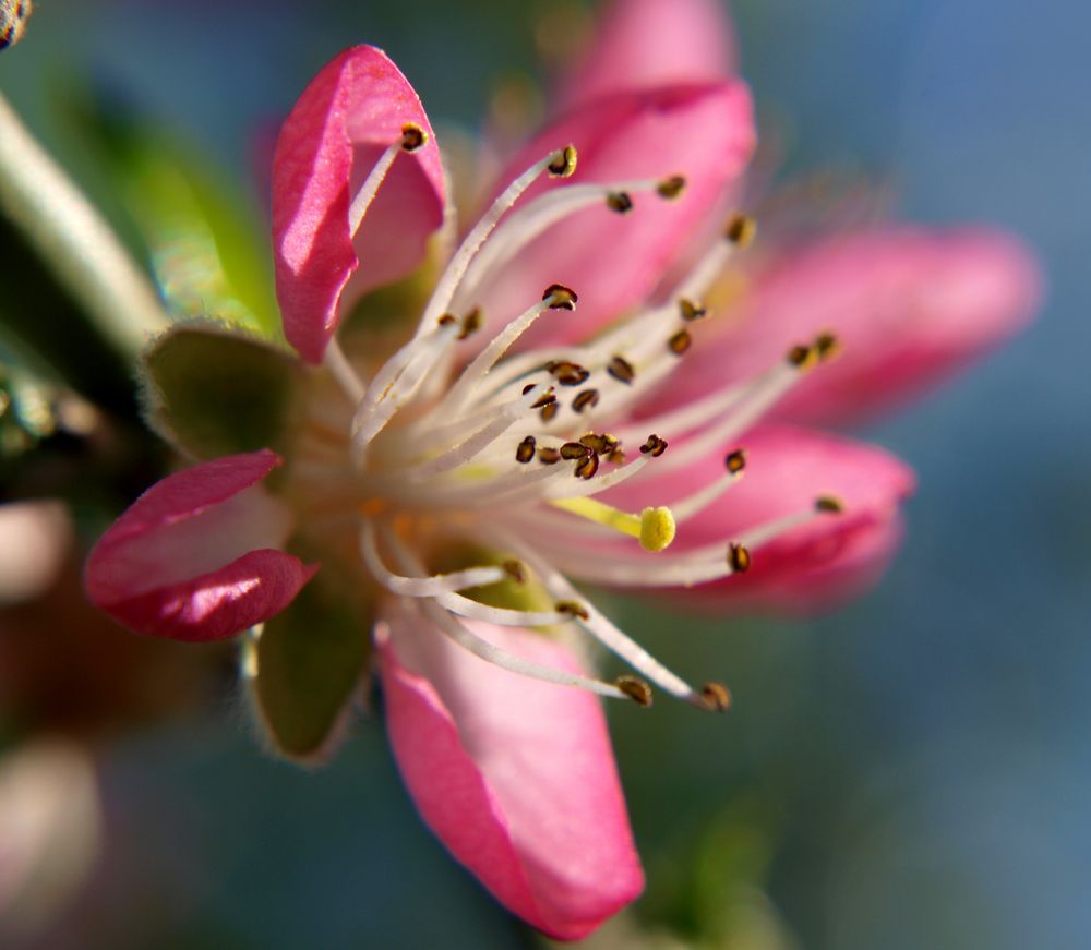 ***Nektarinenblüte***