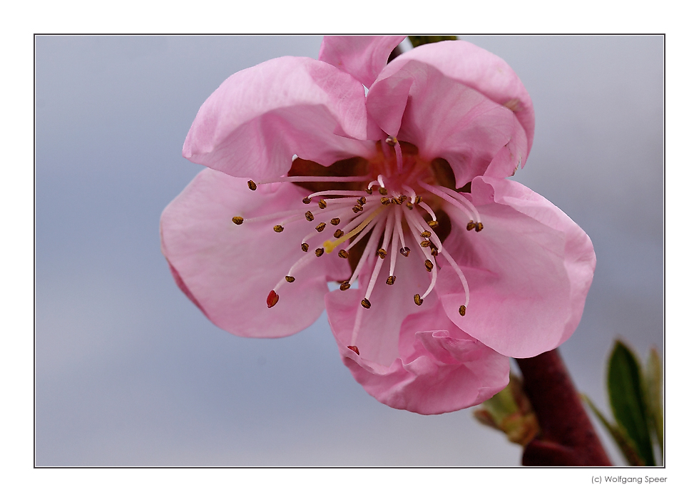 Nektarinenblüte