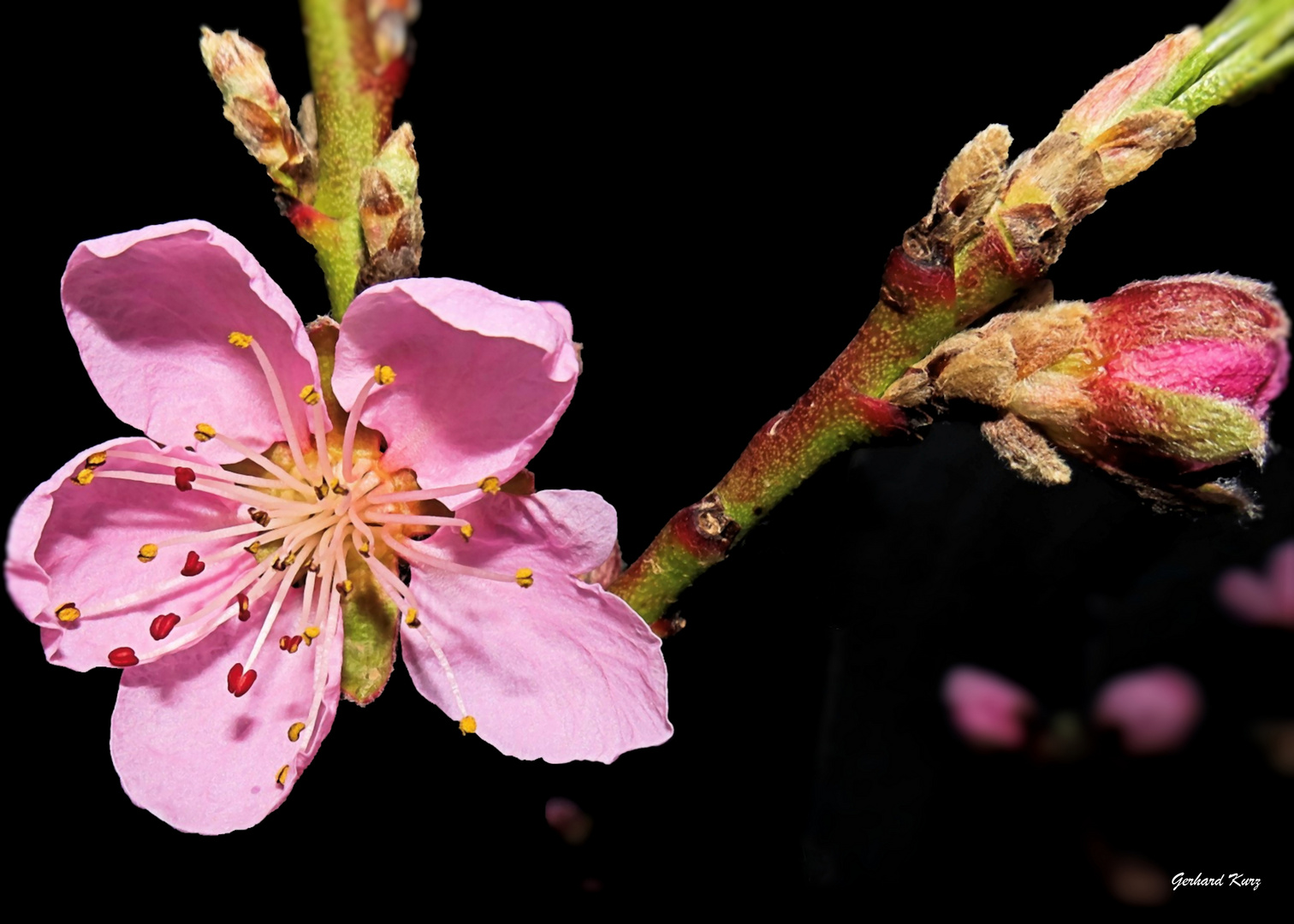 Nektarinenblüte