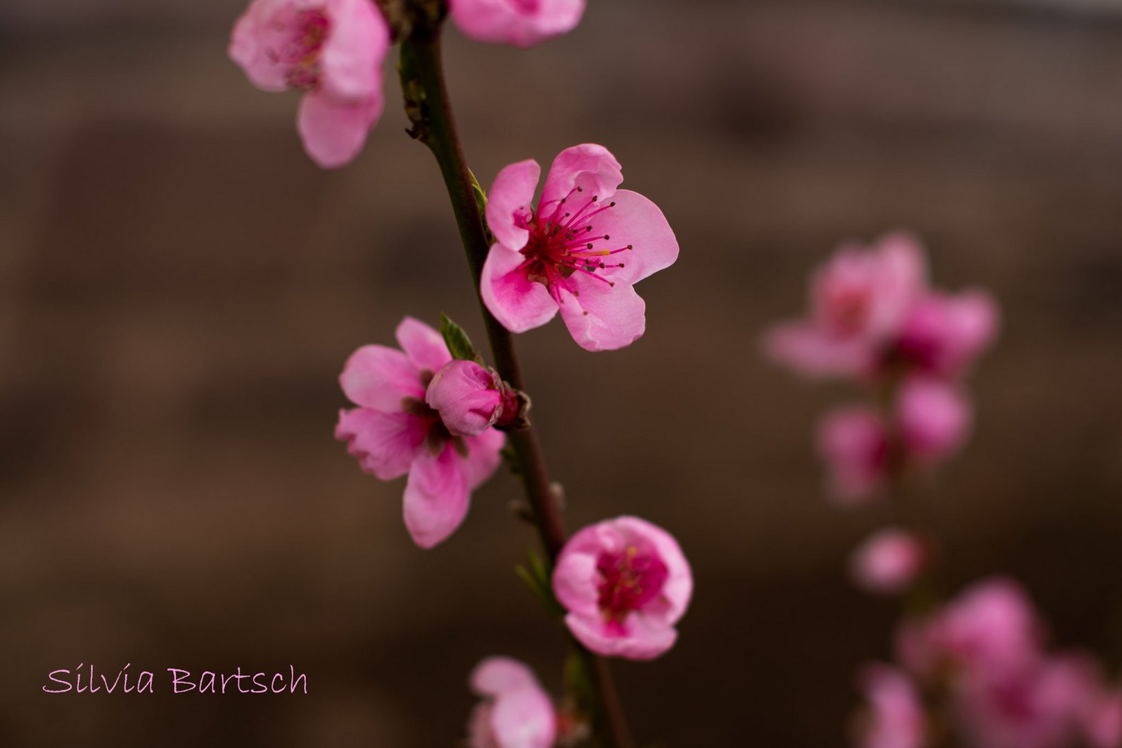 Nektarinenblüte