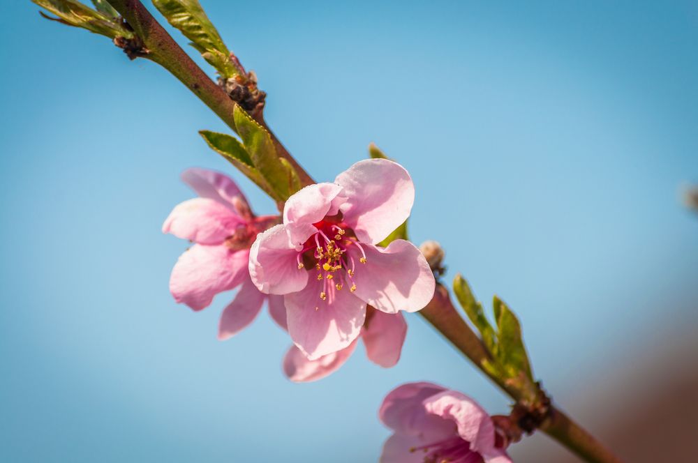 Nektarinenblüte