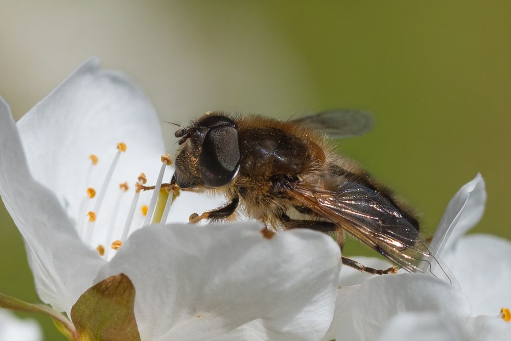 Nektarpause auf der Blüte