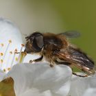 Nektarpause auf der Blüte