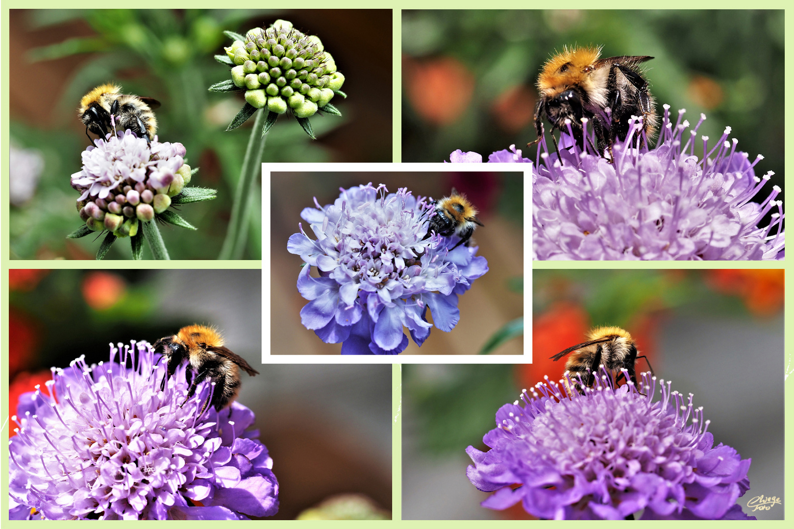 Nektarrausch auf der Scabiosenblüte