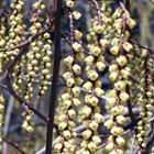 Nektarsammler im Frühling