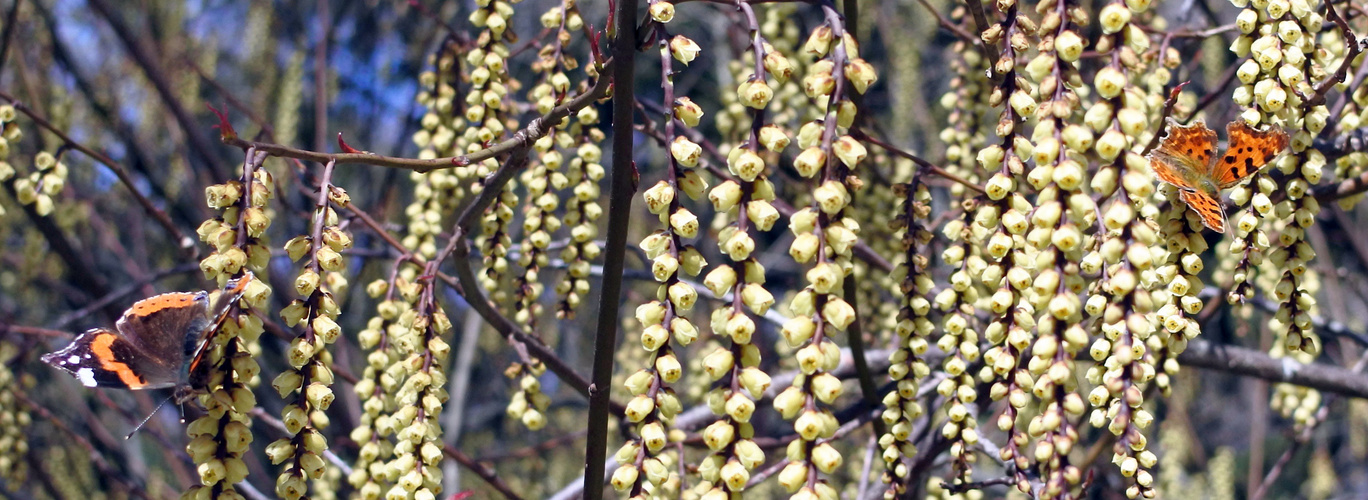 Nektarsammler im Frühling