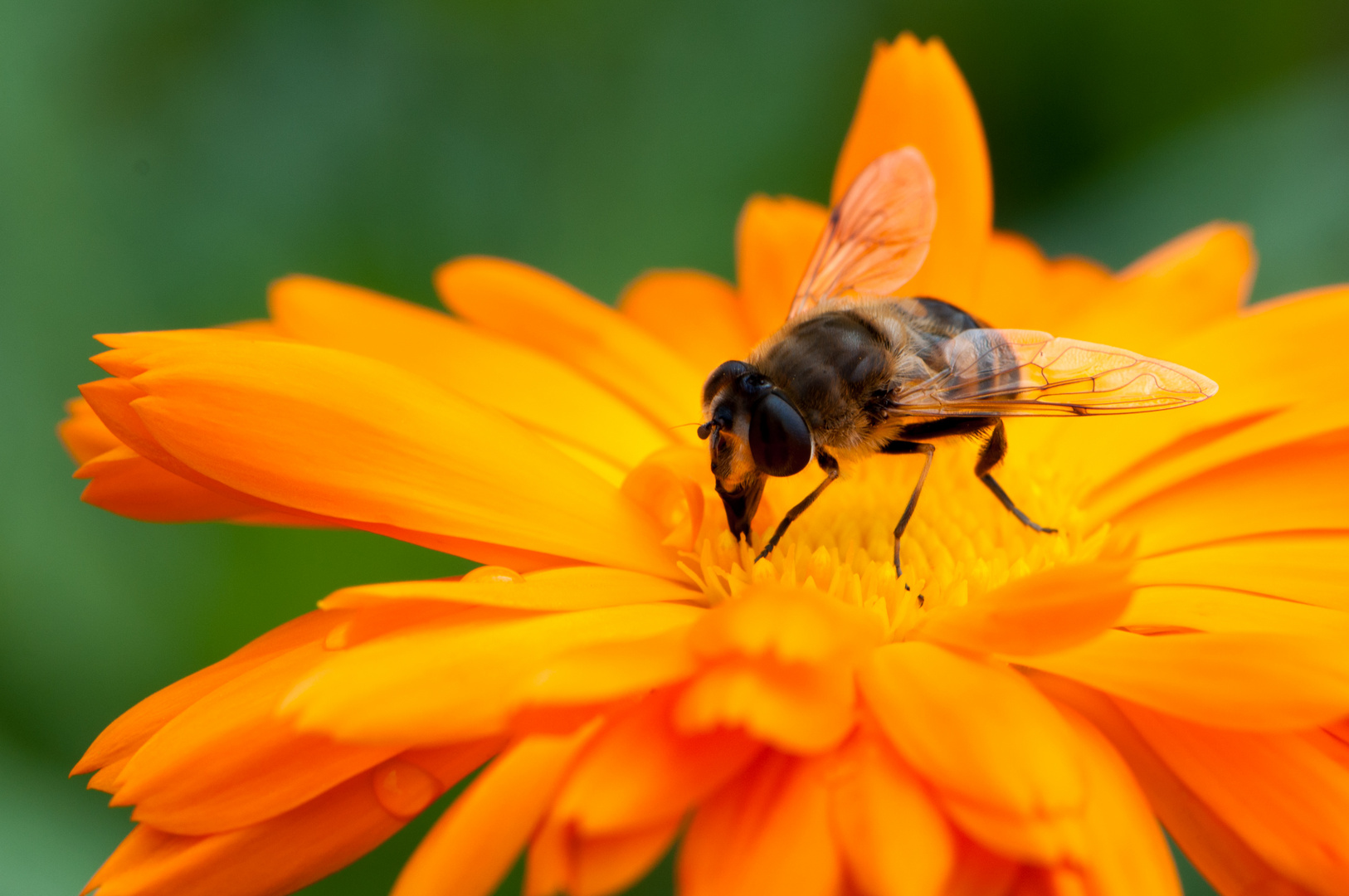 Nektarsaugende Schwebfliege