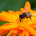 Nektarsaugende Schwebfliege