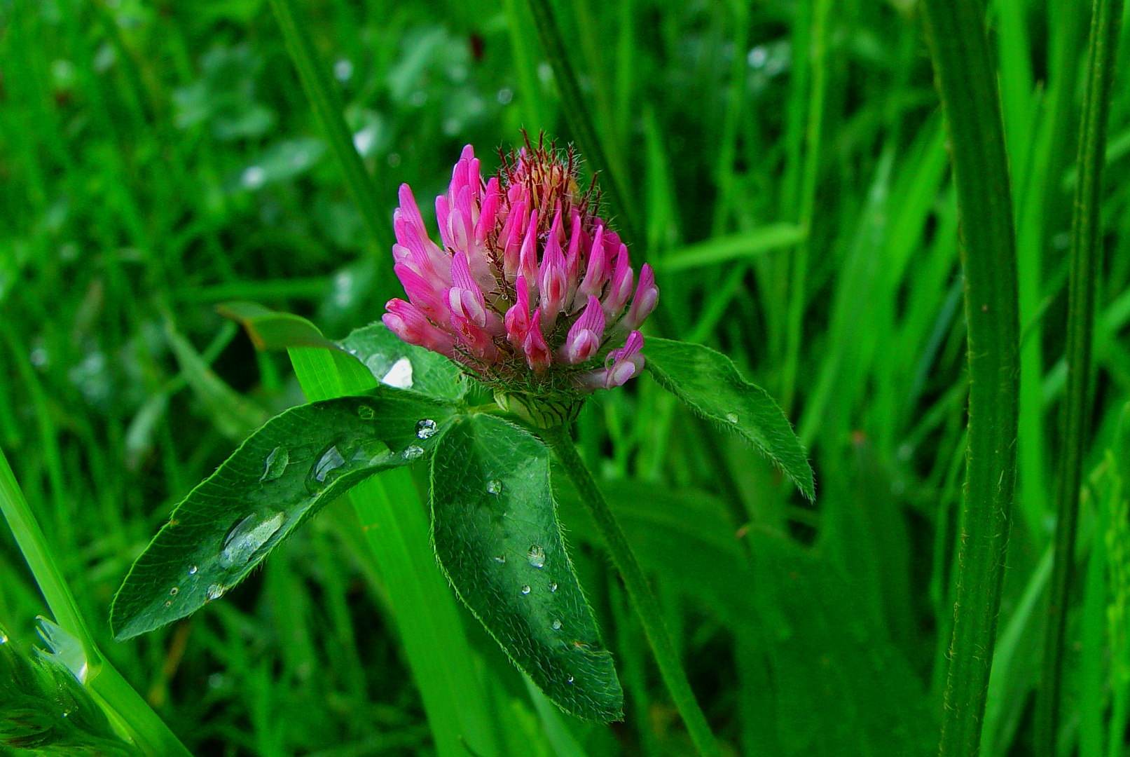 Nektarspender in pink