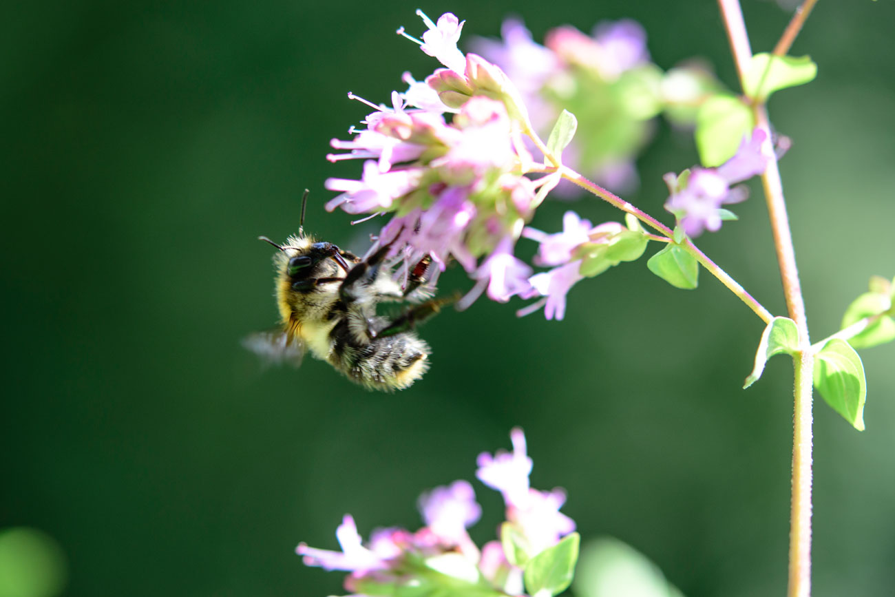 Nektarsuche an den Oregano Blüten