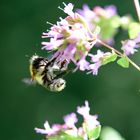 Nektarsuche an den Oregano Blüten