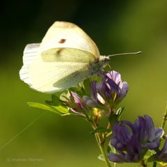 Nektartrinkender Schmetterling