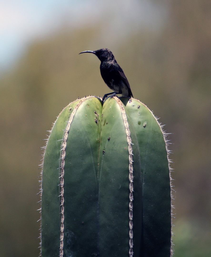 Nektarvogel