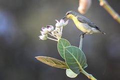 Nektarvogel